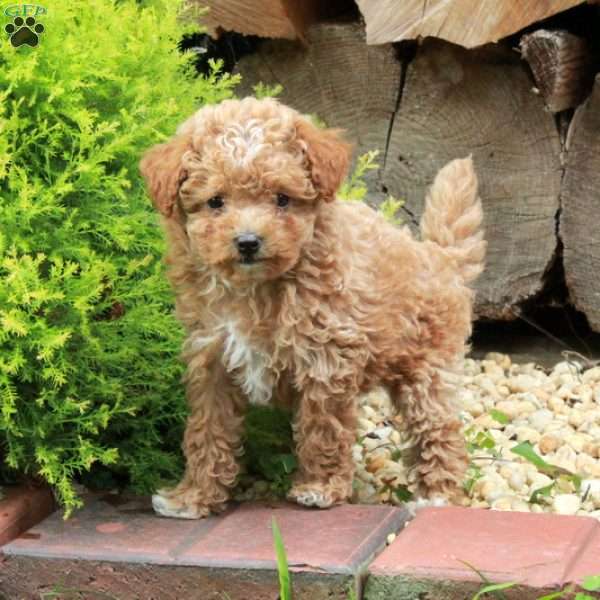 Kona, Maltipoo Puppy