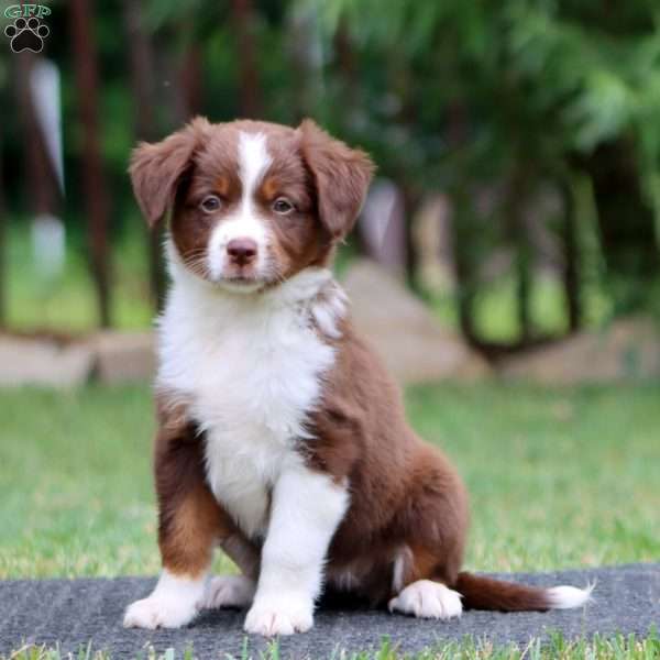 Kona, Miniature Australian Shepherd Puppy