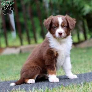 Kona, Miniature Australian Shepherd Puppy