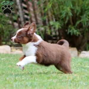 Kona, Miniature Australian Shepherd Puppy