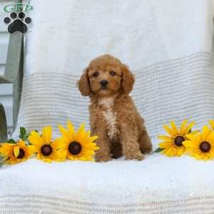 Kraig, Cavapoo Puppy