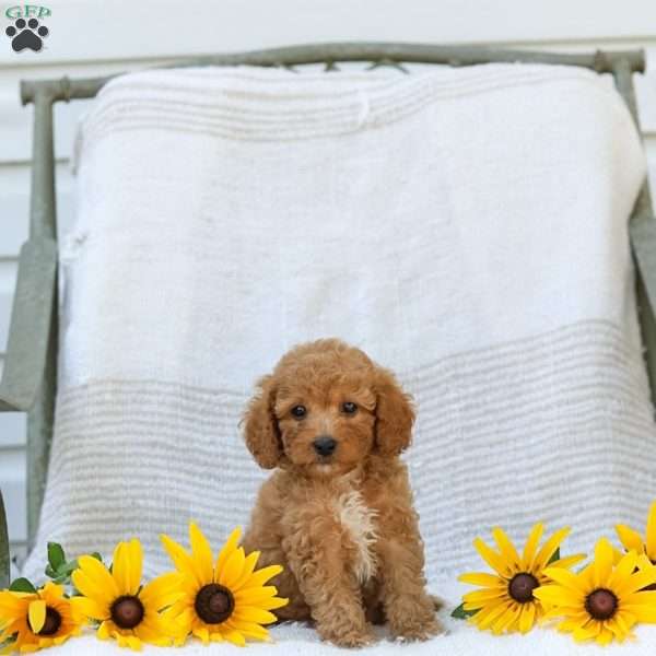 Kraig, Cavapoo Puppy