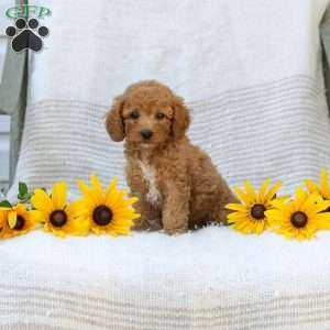 Kraig, Cavapoo Puppy