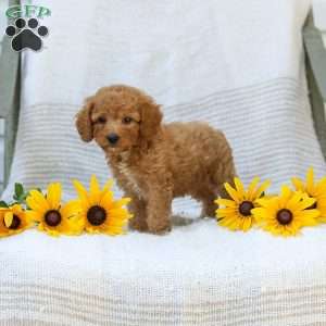 Kraig, Cavapoo Puppy