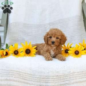 Kraig, Cavapoo Puppy