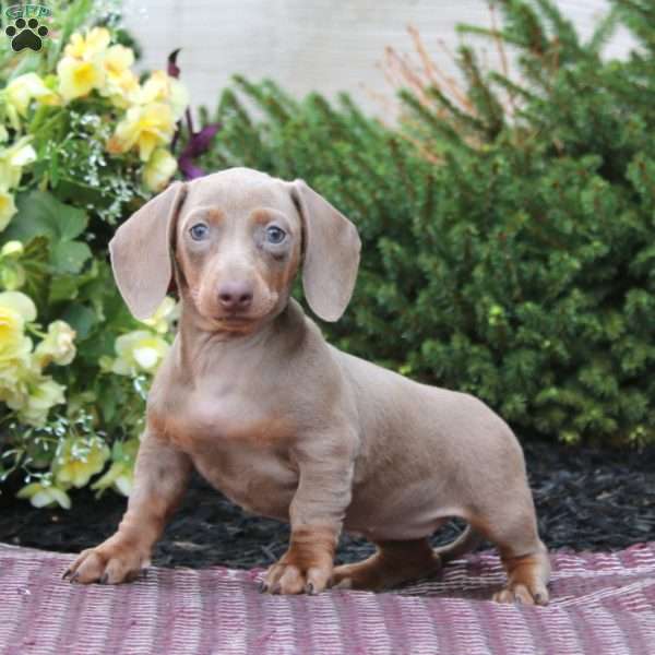 Krissy – Mini, Dachshund Puppy