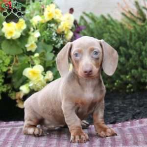 Krissy – Mini, Dachshund Puppy