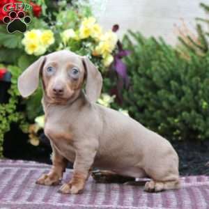 Krissy – Mini, Dachshund Puppy
