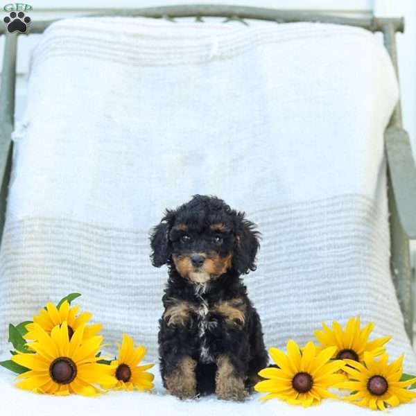 Krissy, Cavapoo Puppy