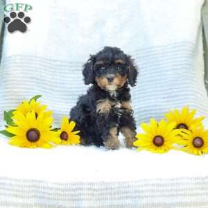 Krissy, Cavapoo Puppy