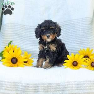 Krissy, Cavapoo Puppy