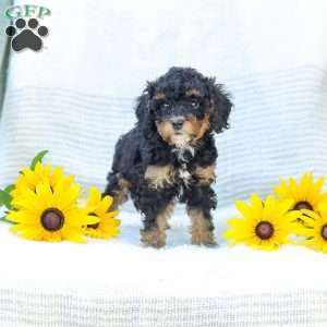 Krissy, Cavapoo Puppy