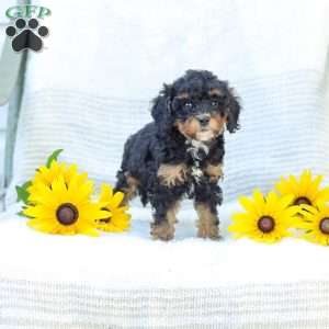 Krissy, Cavapoo Puppy