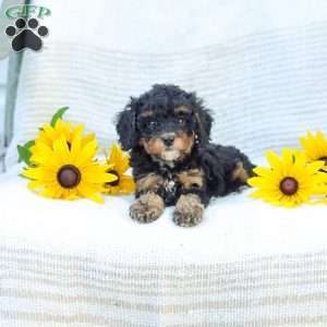 Krissy, Cavapoo Puppy