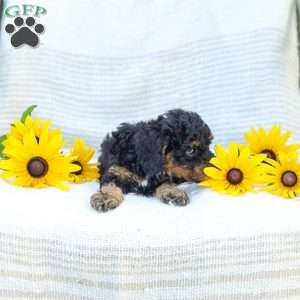 Krissy, Cavapoo Puppy