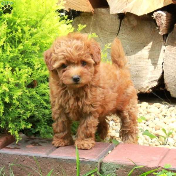 Kruze, Maltipoo Puppy