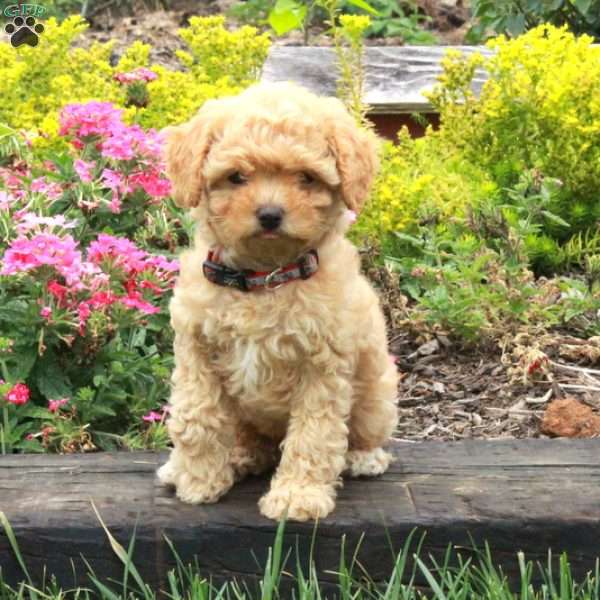 Krystal, Miniature Poodle Puppy