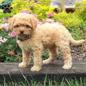 Krystal, Miniature Poodle Puppy