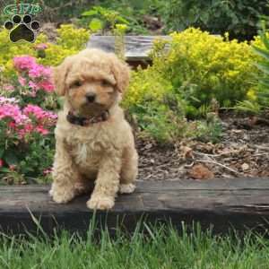 Krystal, Miniature Poodle Puppy