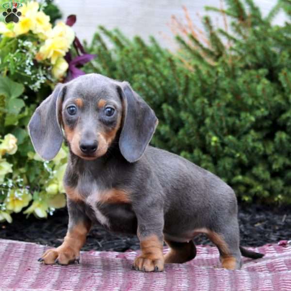 Krystal – Mini, Dachshund Puppy