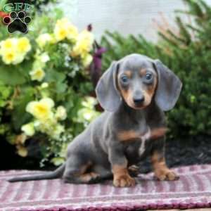 Krystal – Mini, Dachshund Puppy