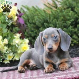 Krystal – Mini, Dachshund Puppy