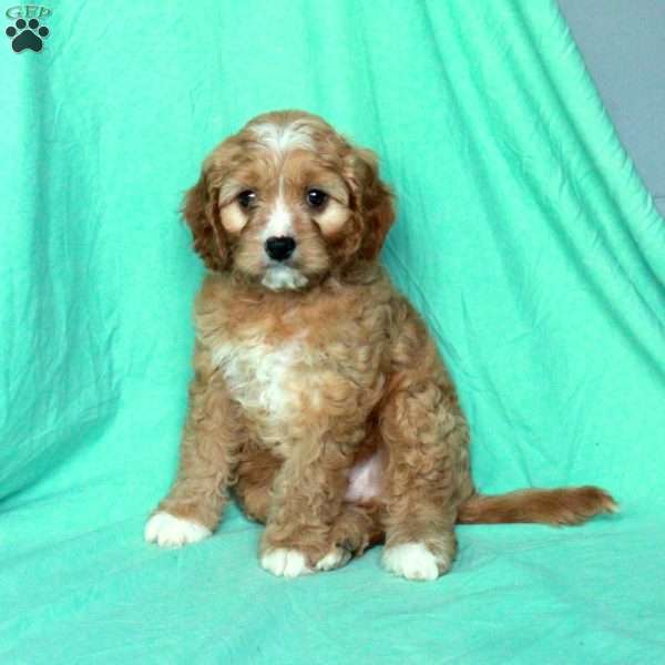 Kyle, Cavapoo Puppy