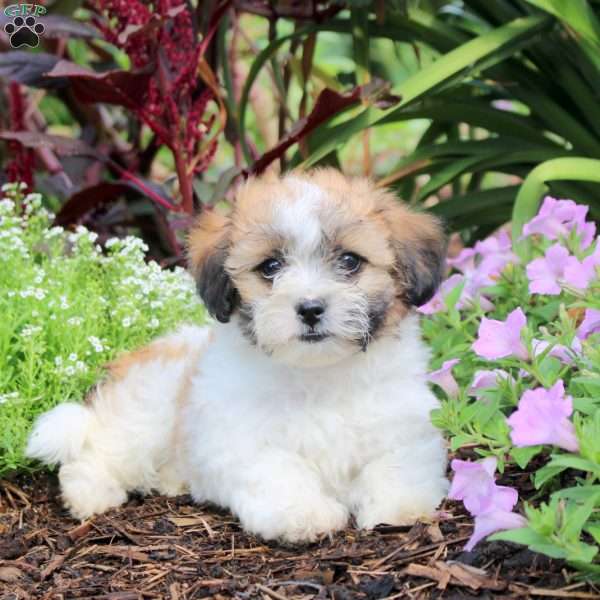 Kyle, Teddy Bear Puppy