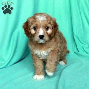 Kyle, Cavapoo Puppy