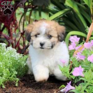 Kyle, Teddy Bear Puppy