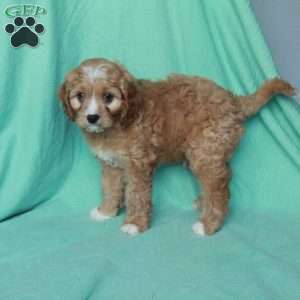 Kyle, Cavapoo Puppy