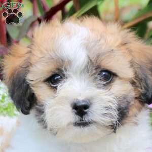Kyle, Teddy Bear Puppy