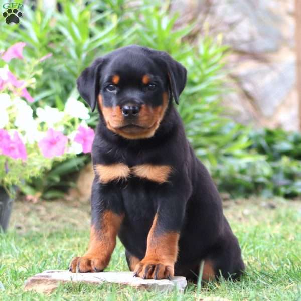 Kyle, Rottweiler Puppy