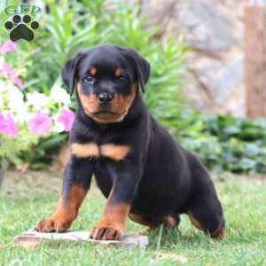 Kyle, Rottweiler Puppy