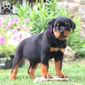 Kyle, Rottweiler Puppy