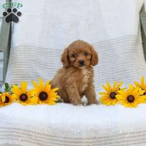 Kyler, Cavapoo Puppy