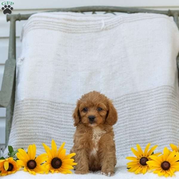 Kyler, Cavapoo Puppy