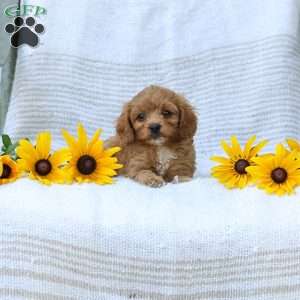 Kyler, Cavapoo Puppy