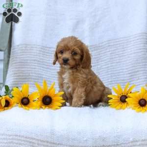 Kyler, Cavapoo Puppy
