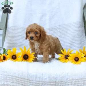 Kyler, Cavapoo Puppy