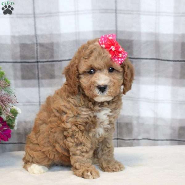 Kylie, Miniature Poodle Mix Puppy