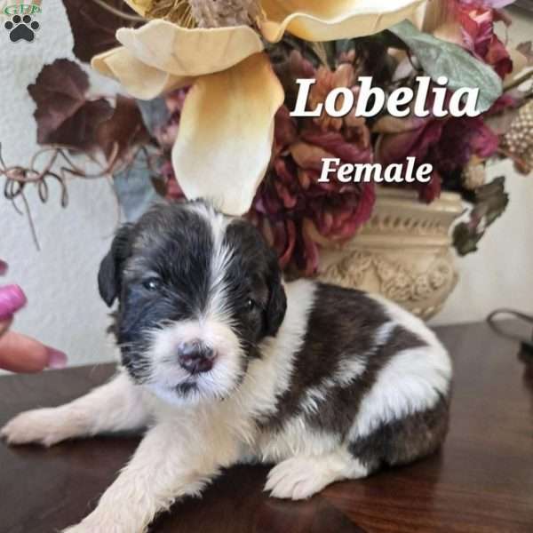 Lobelia, Saint Berdoodle Puppy