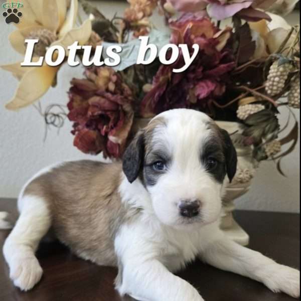 Lotus, Saint Berdoodle Puppy