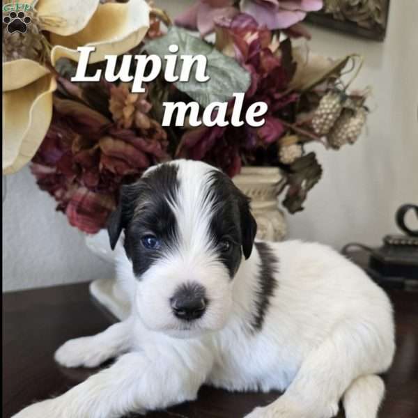 Lupin, Saint Berdoodle Puppy
