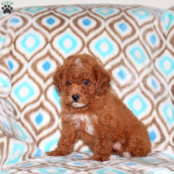 Lacey, Miniature Poodle Puppy
