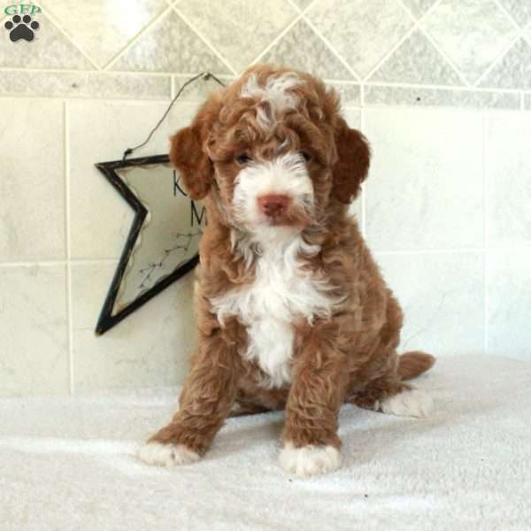 Lacey, Mini Goldendoodle Puppy