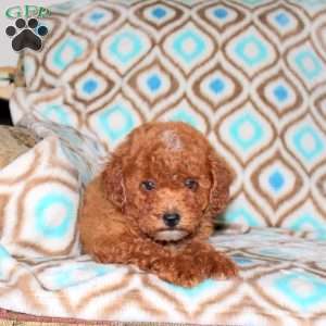 Lacey, Miniature Poodle Puppy