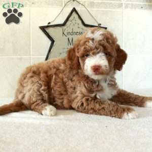 Lacey, Mini Goldendoodle Puppy