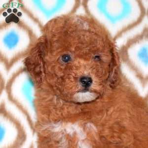 Lacey, Miniature Poodle Puppy