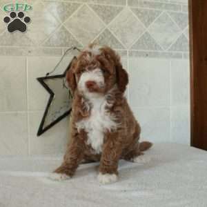 Lacey, Mini Goldendoodle Puppy